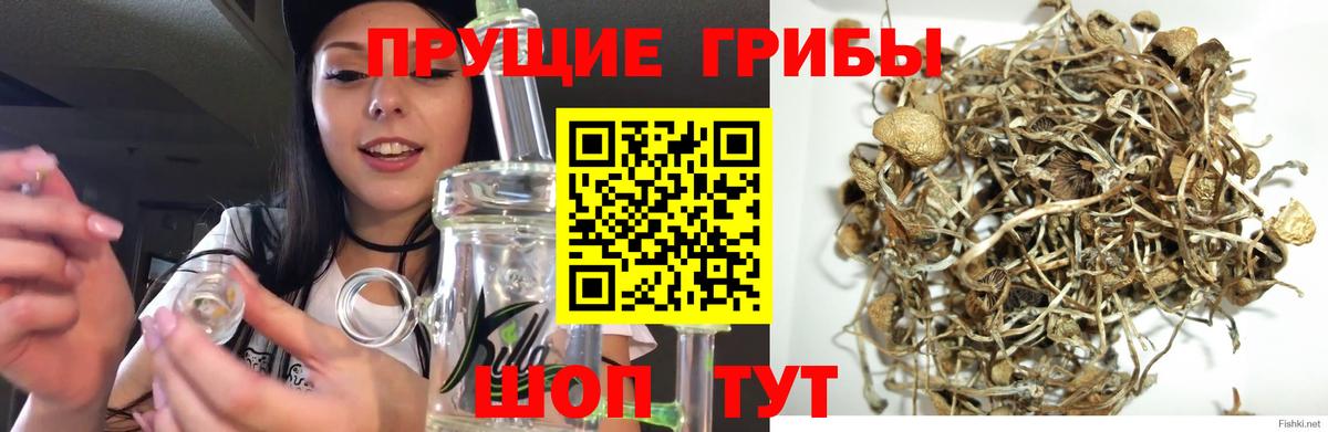 Юрга  Псилоцибиновые грибы MAGIC MUSHROOMS  Вход с VPN  Псилоцибиновые грибы ЛСД 